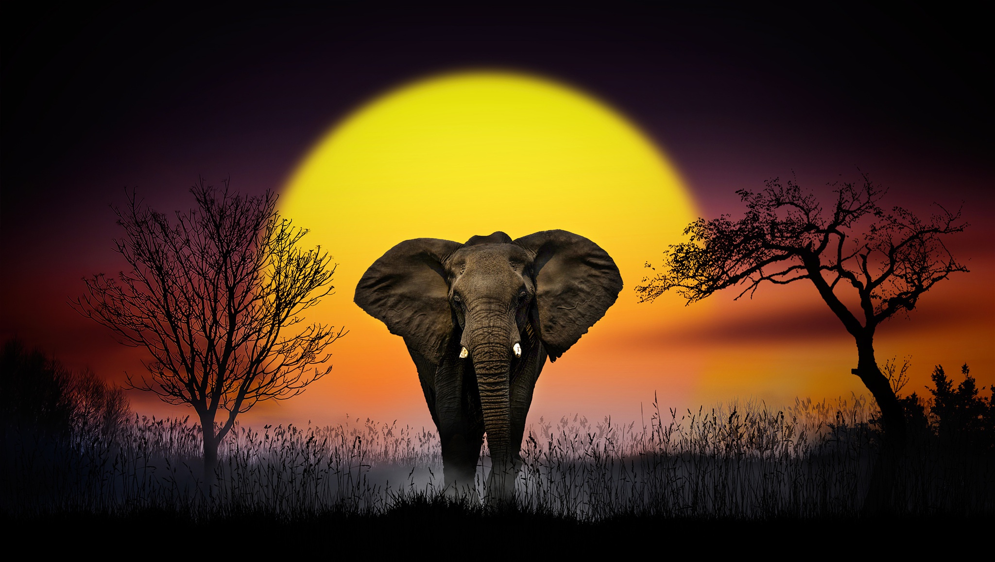 african elephants wallpaper