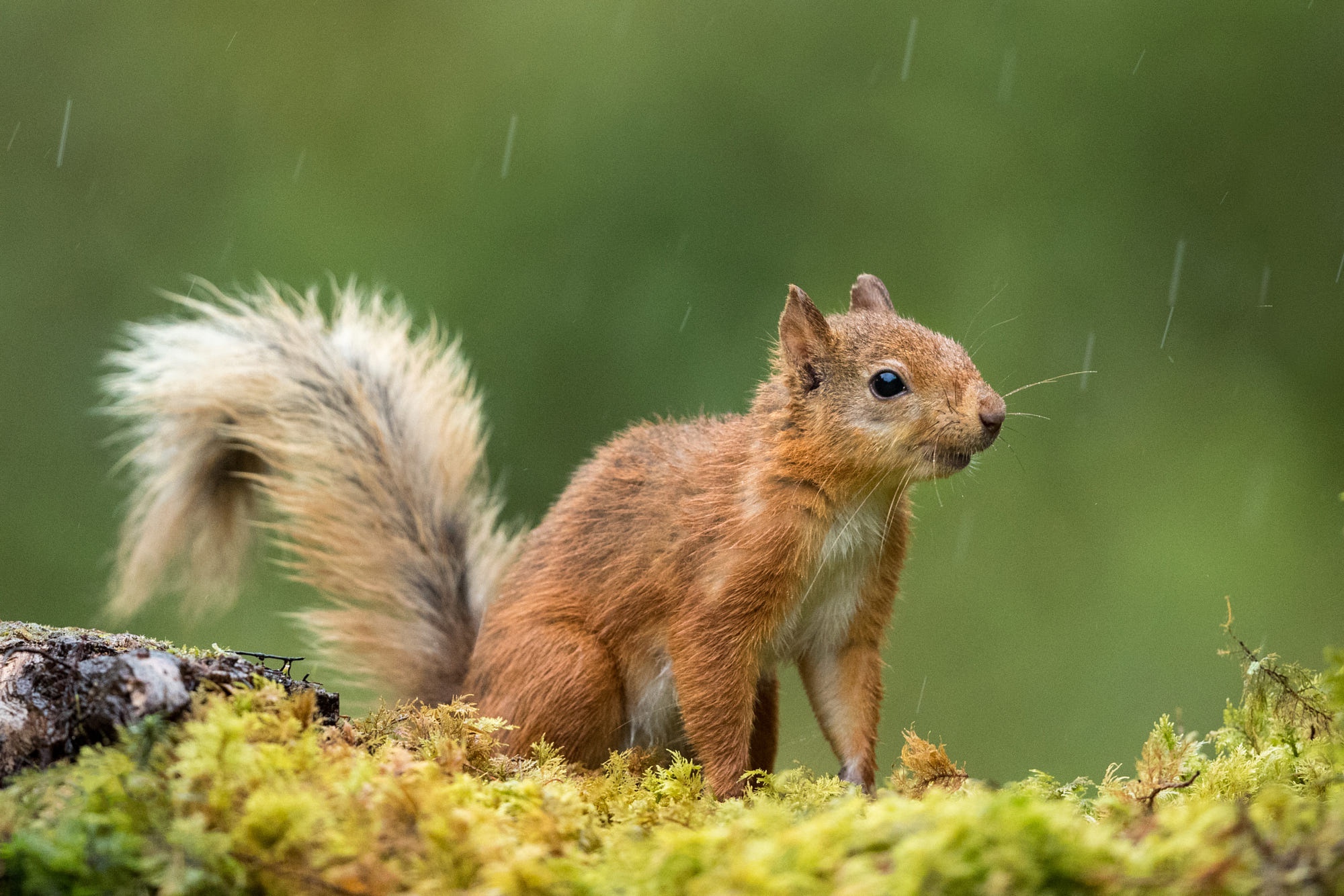 Download Rodent Animal Squirrel HD Wallpaper