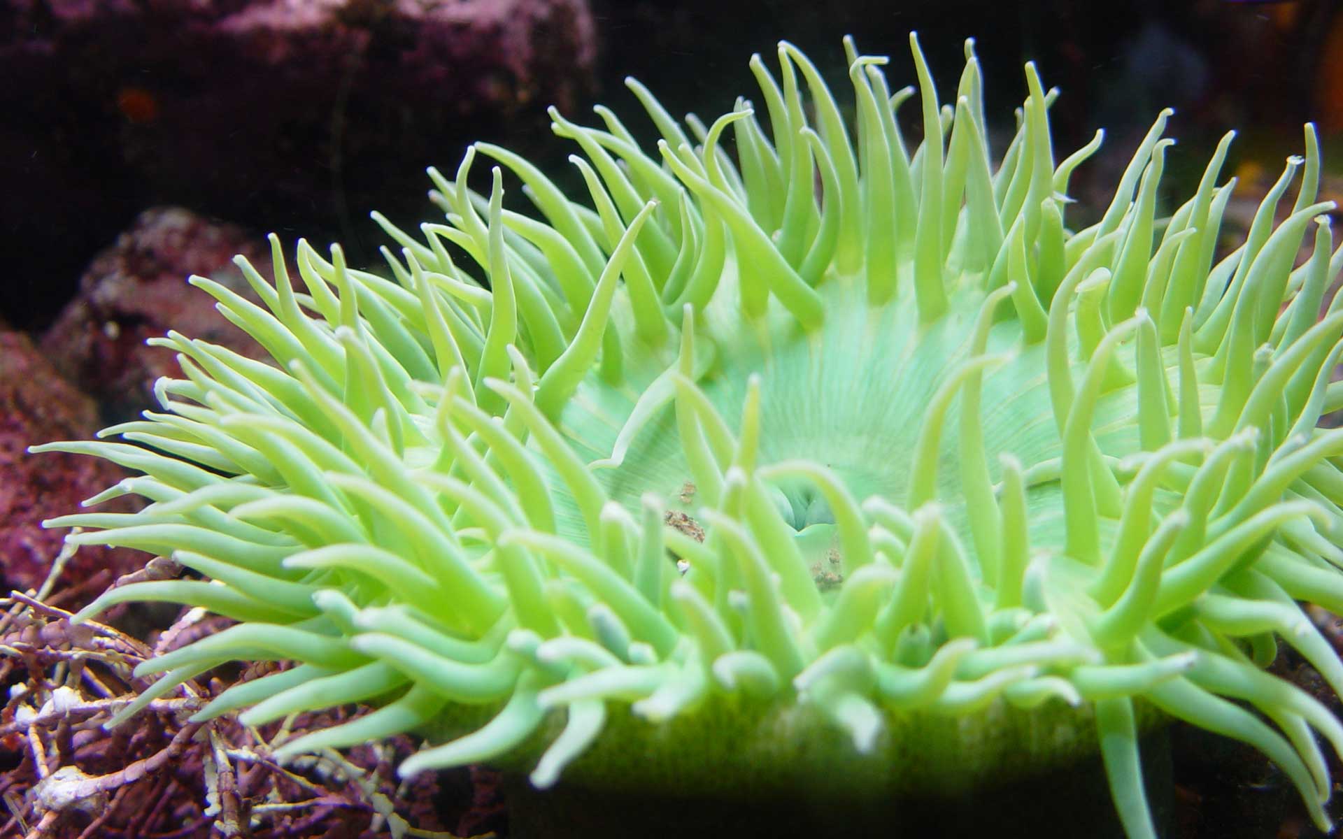 Animal Sea Anemone HD Wallpaper | Background Image