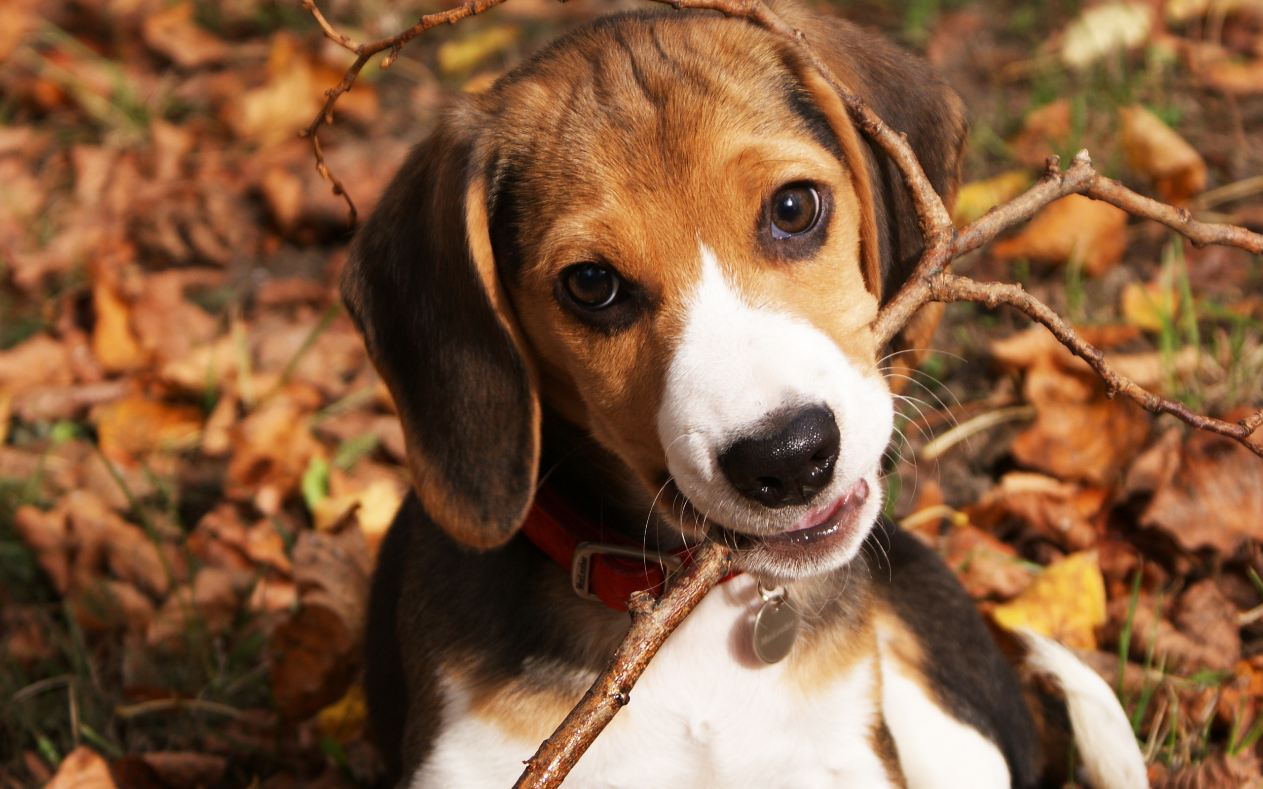 Animal Beagle HD Wallpaper | Background Image