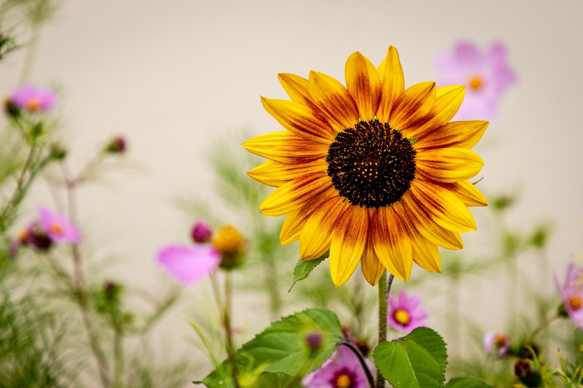 Aesthetic Sunflower Profile Picture Background Images HD Pictures and  Wallpaper For Free Download  Pngtree