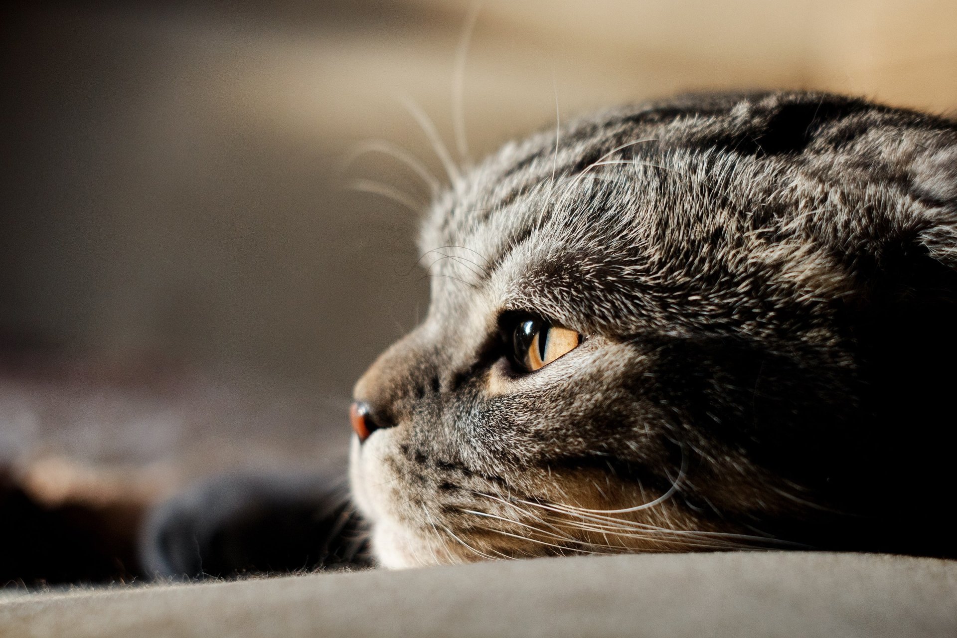 Download Cat Animal Scottish Fold HD Wallpaper