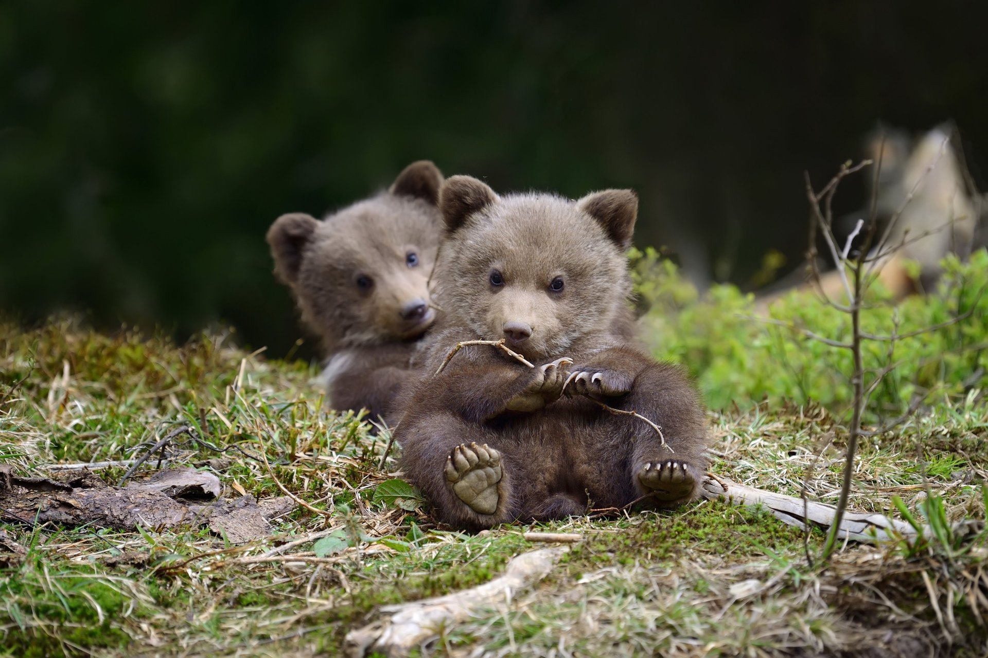 Download Cute Baby Animal Animal Bear 4k Ultra HD Wallpaper