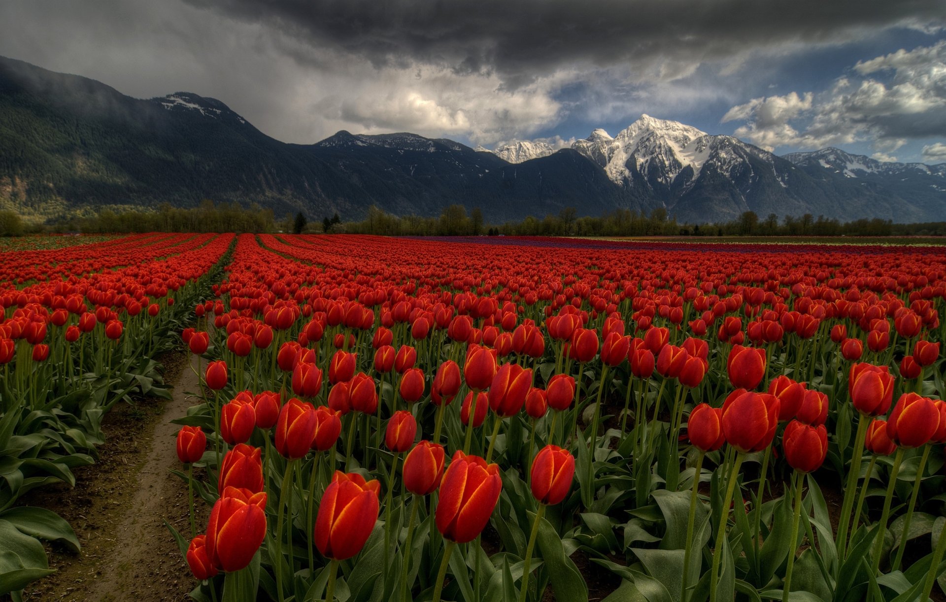 Download Red Flower Field Nature Tulip Flower HD Wallpaper | 2500x1592 ...