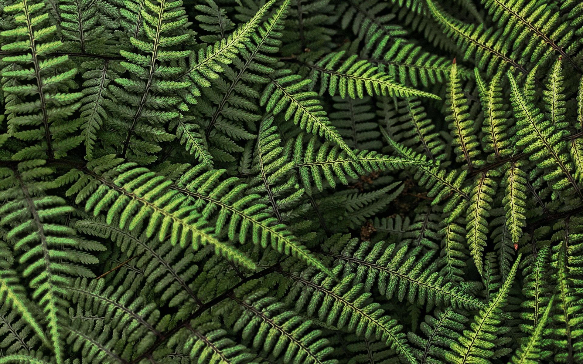 Download Nature Fern HD Wallpaper