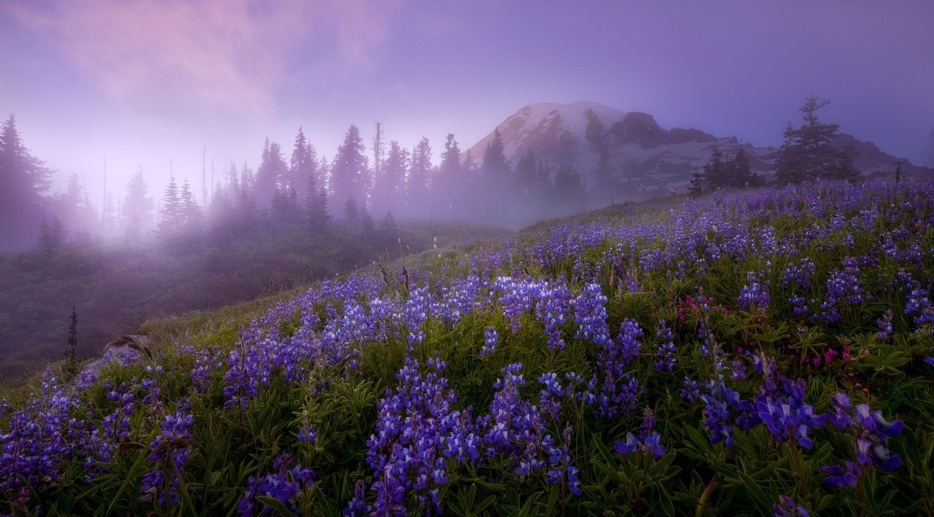 Foggy alpine meadow of purple lupine with Mount Rainier rising in mist — HD PC desktop wallpaper background of nature and wildflowers.