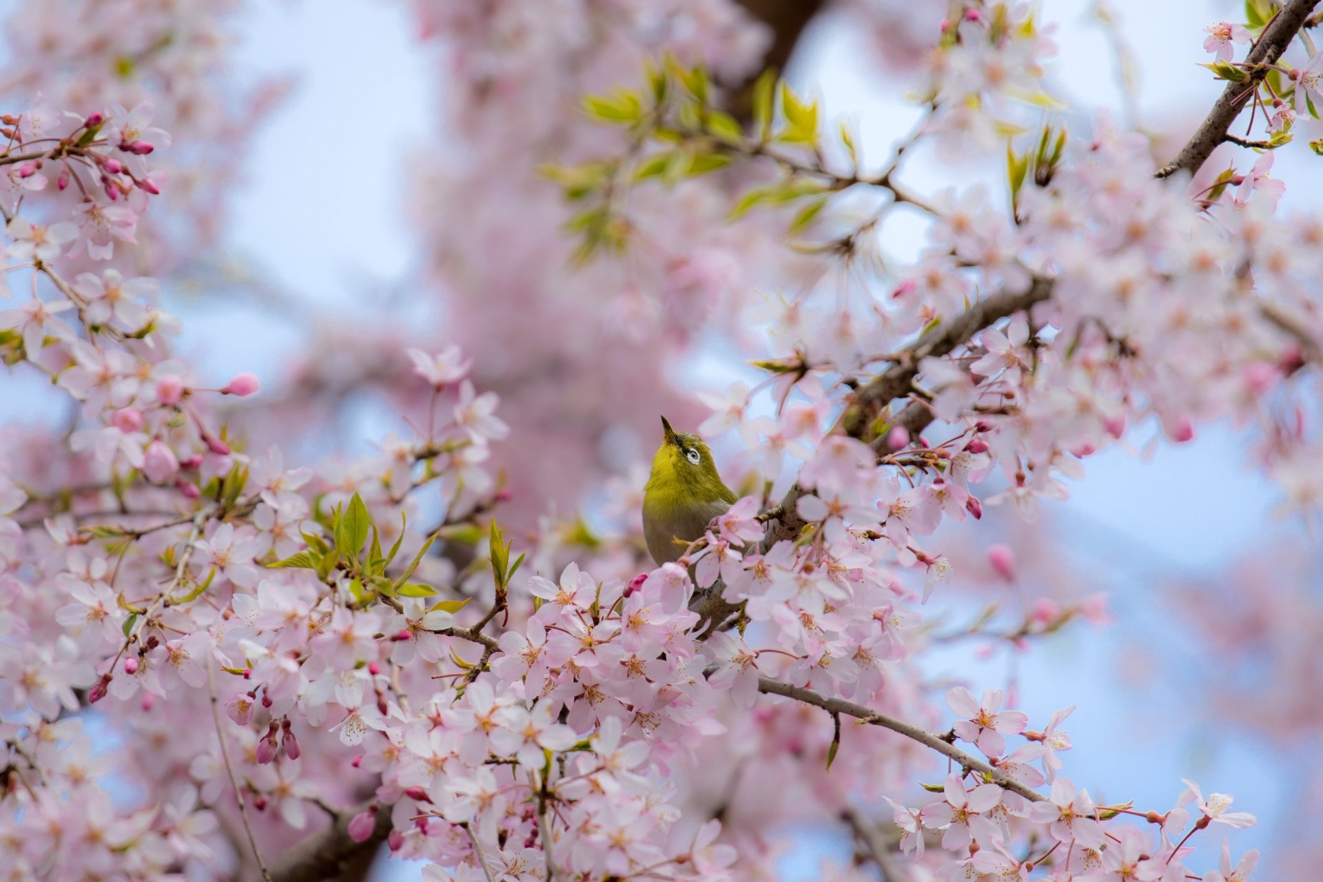Download Blossom Animal Japanese White-eye 4k Ultra HD Wallpaper