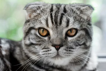 cat Animal Scottish Fold HD Desktop Wallpaper | Background Image