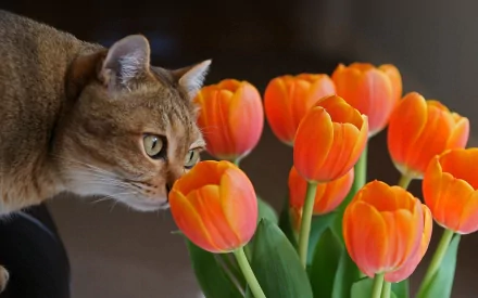 A curious cat sniffing a bouquet of vibrant orange tulips, featured in a high-definition wallpaper and background image.