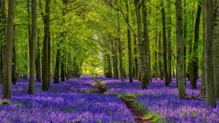 HD PC desktop wallpaper: sunlit green forest with a narrow path winding through a carpet of purple flowers, nature scene and serene background.
