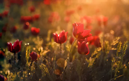 red flower nature flower HD Desktop Wallpaper | Background Image