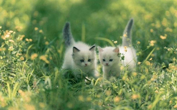 Animal Cat Cats Kitten HD Wallpaper | Background Image