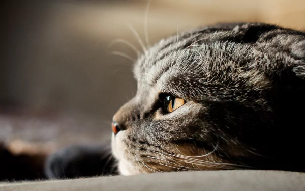 cat Animal Scottish Fold HD Desktop Wallpaper | Background Image