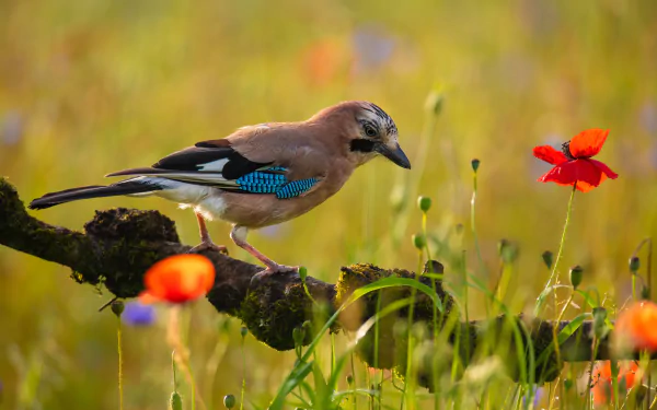 jay Animal Eurasian Jay HD Desktop Wallpaper | Background Image