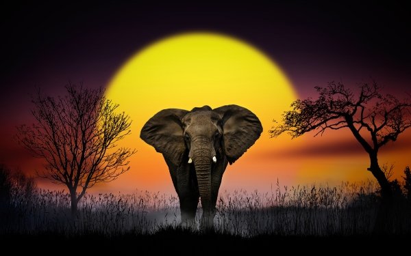 Animal African bush elephant Elephants Sunset HD Wallpaper | Background Image