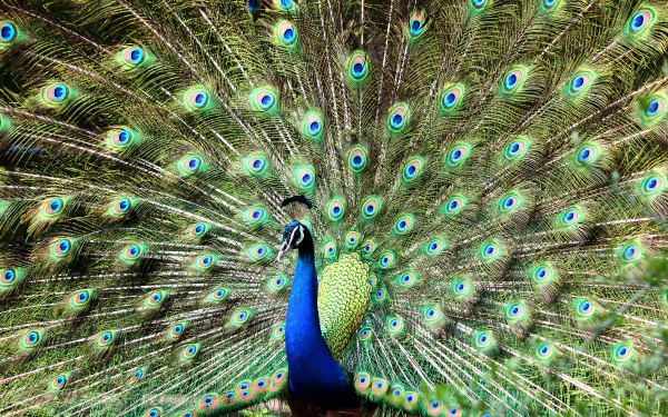 bird Animal peacock HD Desktop Wallpaper | Background Image