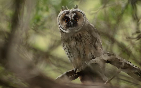 long eared owl Animal owl HD Desktop Wallpaper | Background Image