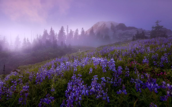 Foggy alpine meadow of purple lupine with Mount Rainier rising in mist — HD PC desktop wallpaper background of nature and wildflowers.