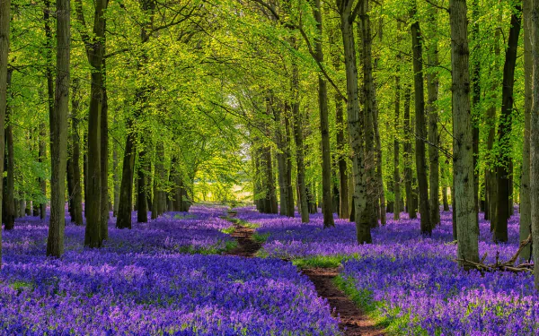 HD PC desktop wallpaper: sunlit green forest with a narrow path winding through a carpet of purple flowers, nature scene and serene background.
