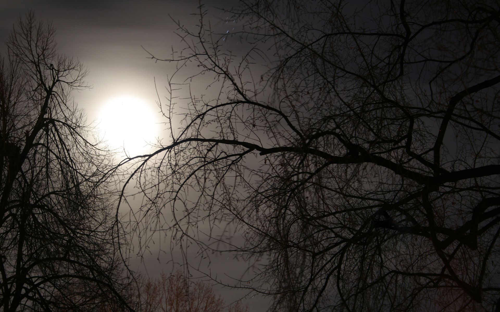 Moon illuminating a tranquil nature scene