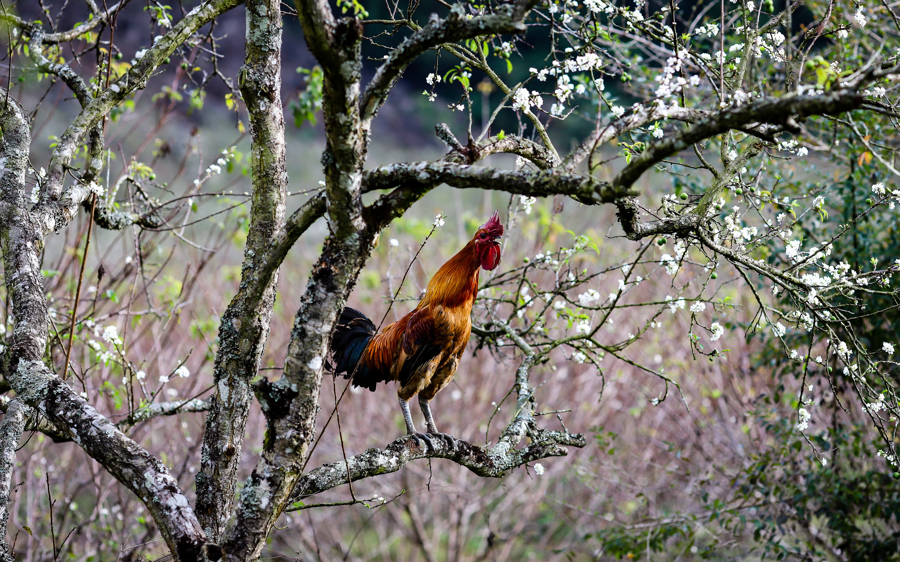 Animal Rooster HD Wallpaper | Background Image
