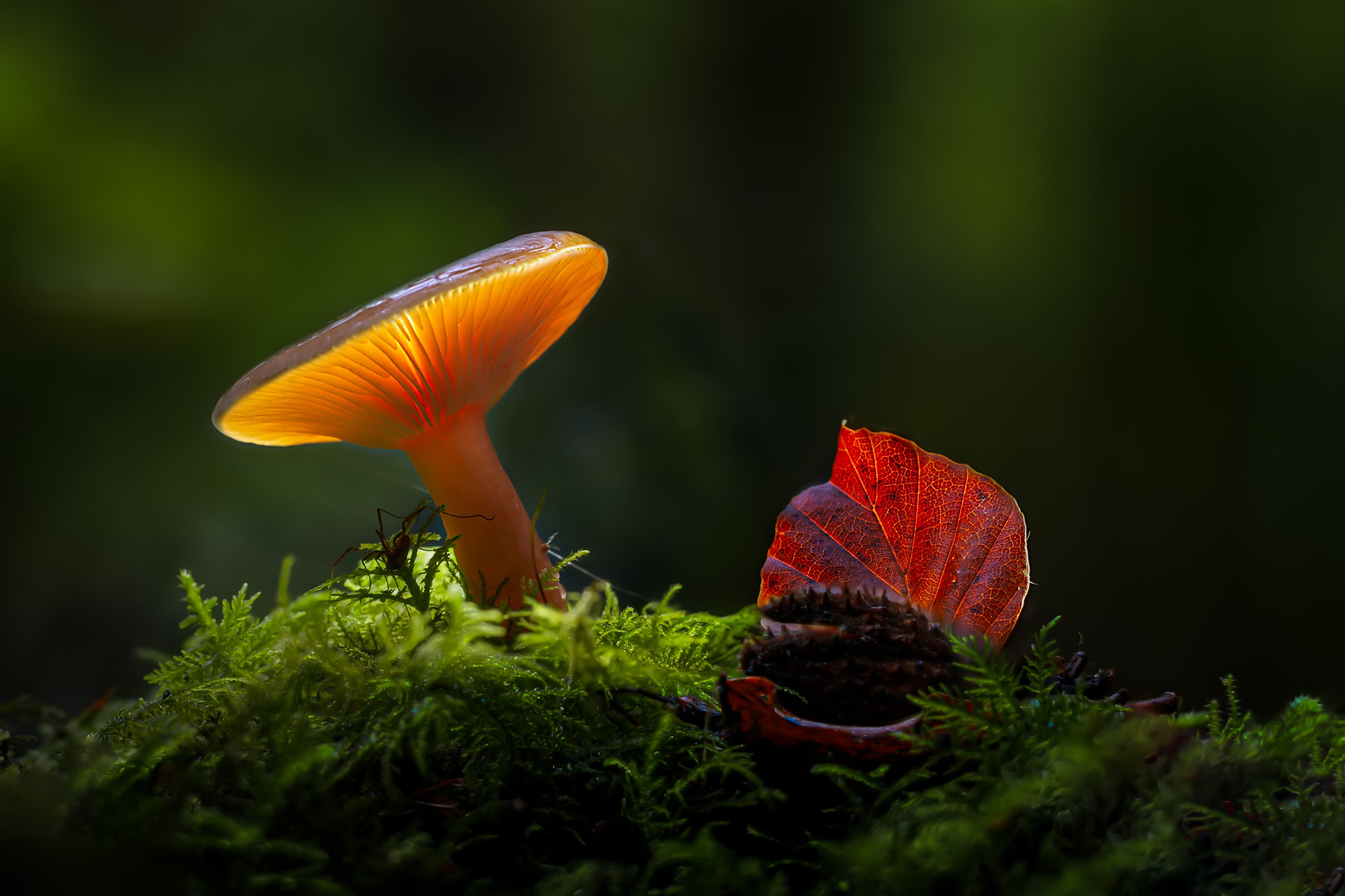 Download Macro Nature Mushroom HD Wallpaper
