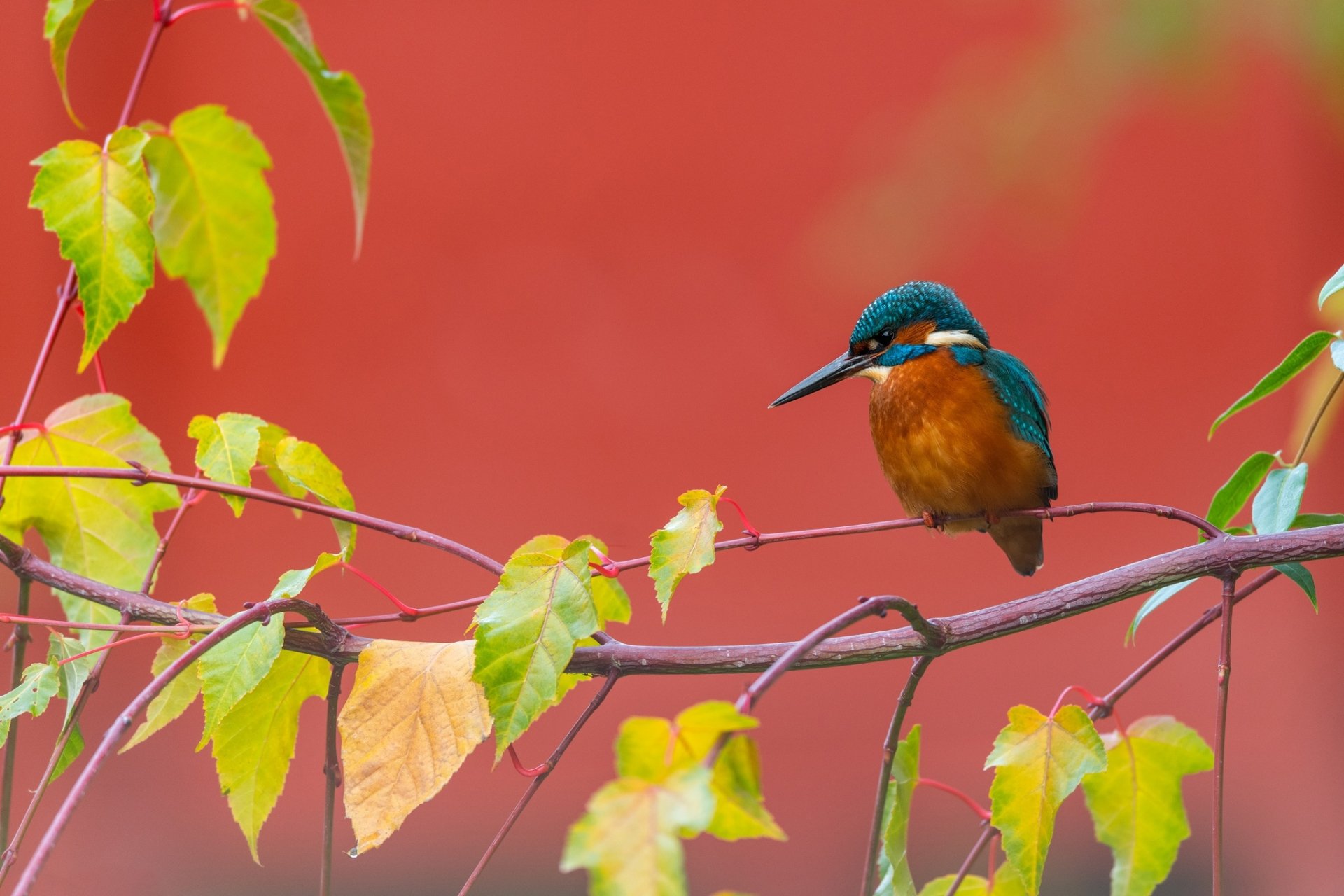 Download Common Kingfisher Animal Kingfisher HD Wallpaper