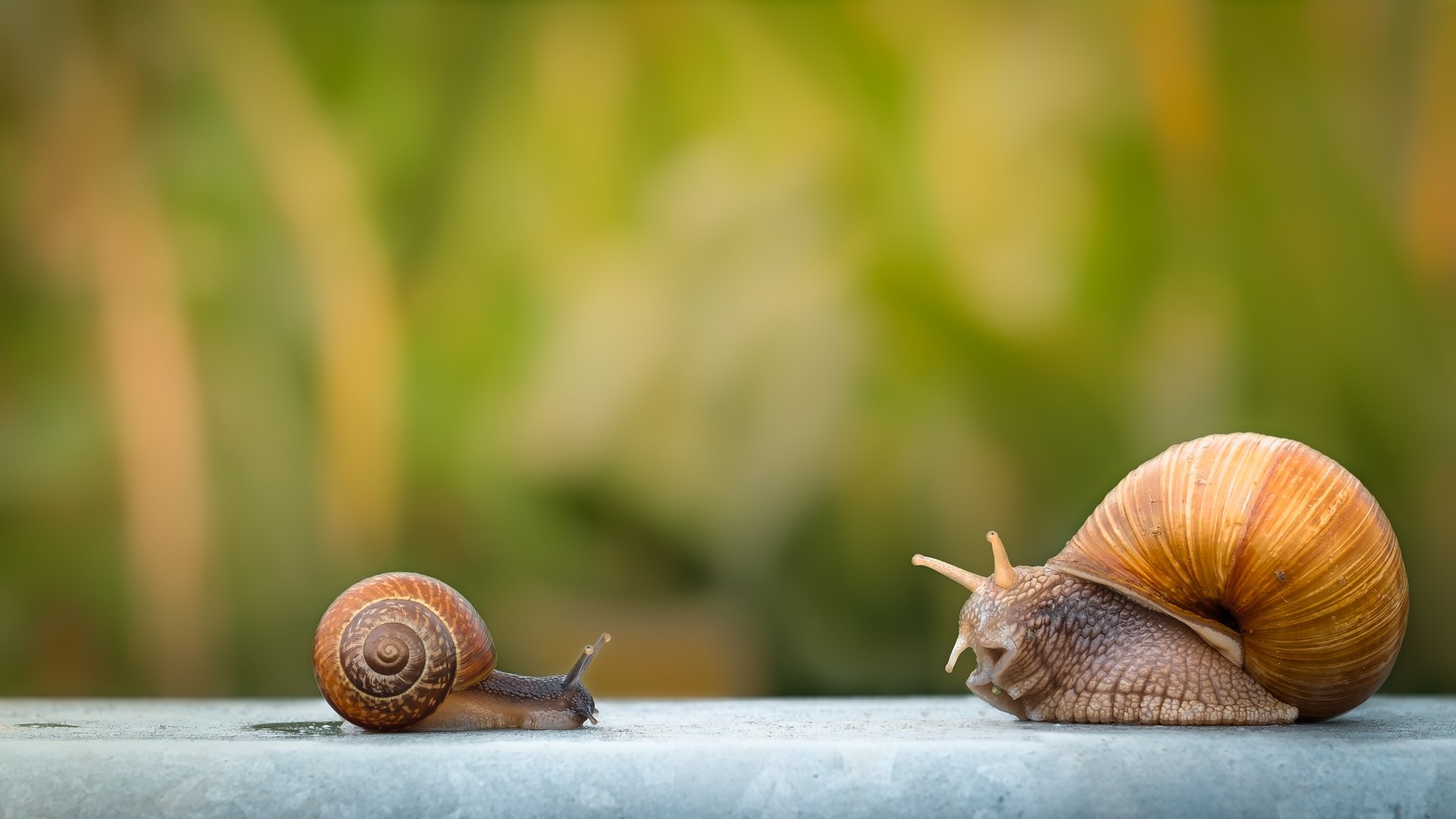 Download Animal Snail 4k Ultra HD Wallpaper