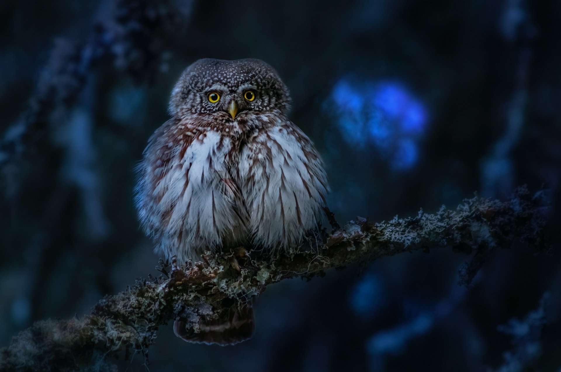 A detailed 4K Ultra HD PC desktop wallpaper showing a small owl perched on a branch in a dark, blurred forest background.