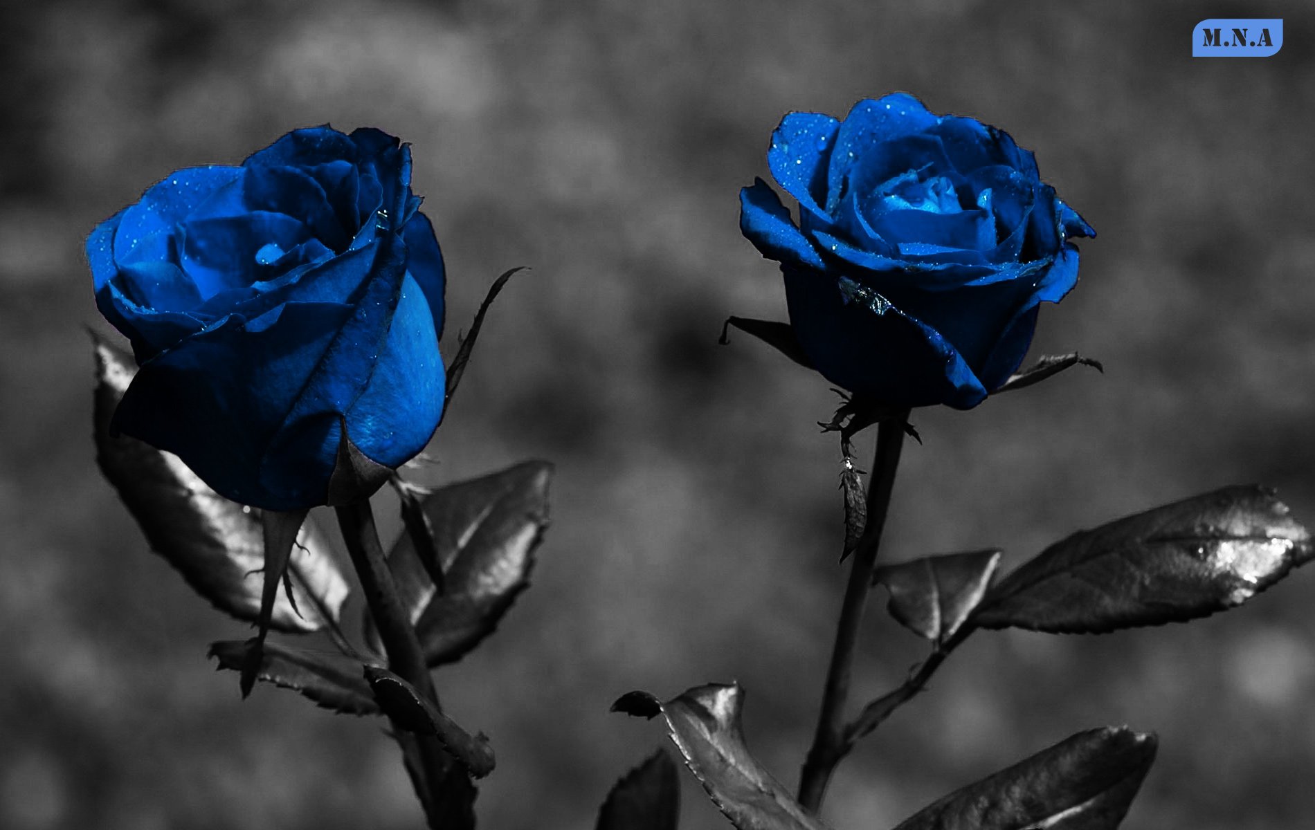 HD PC desktop wallpaper of two vivid blue roses — flower, nature, rose — against a desaturated, blurred background.