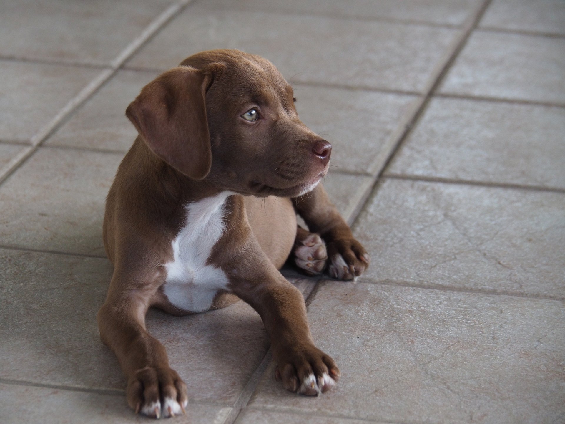 Brown Pitbull Lab Mix Puppies