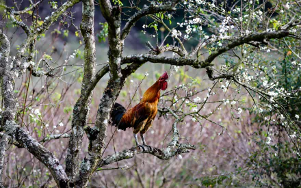 Rooster perched amid blooming branches with soft bokeh and rich color — 2K Quad HD PC desktop wallpaper/background.