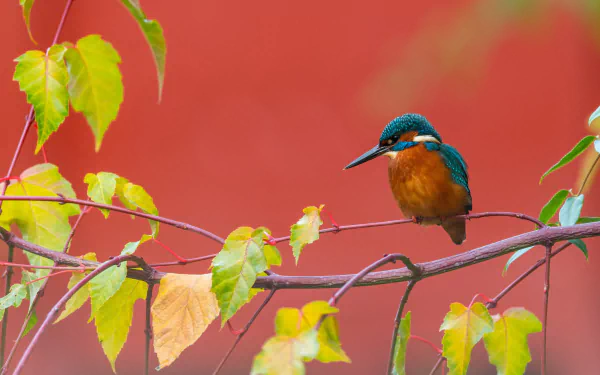 common kingfisher Animal kingfisher HD Desktop Wallpaper | Background Image