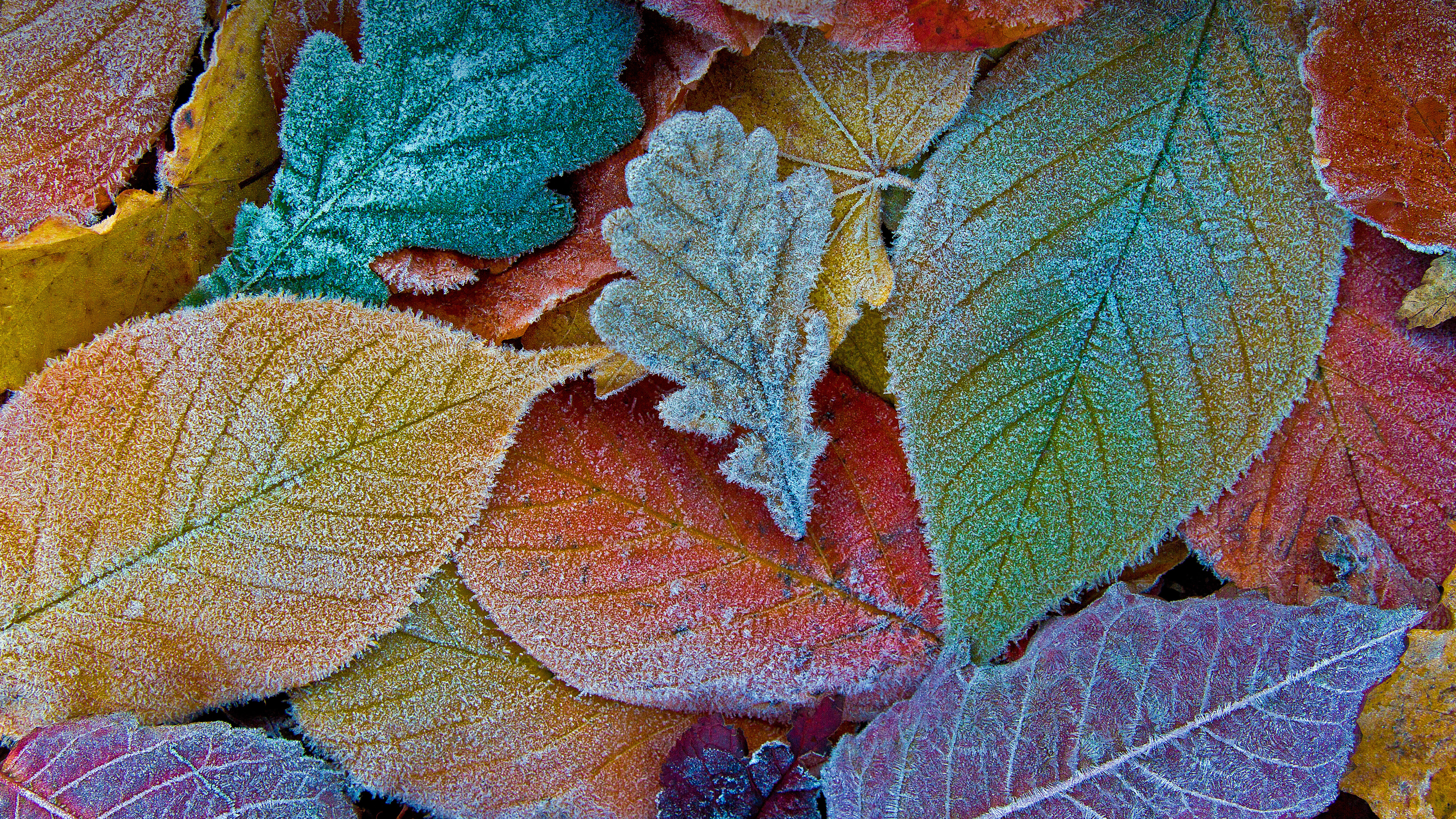 Frosted Leaf Wallpaper