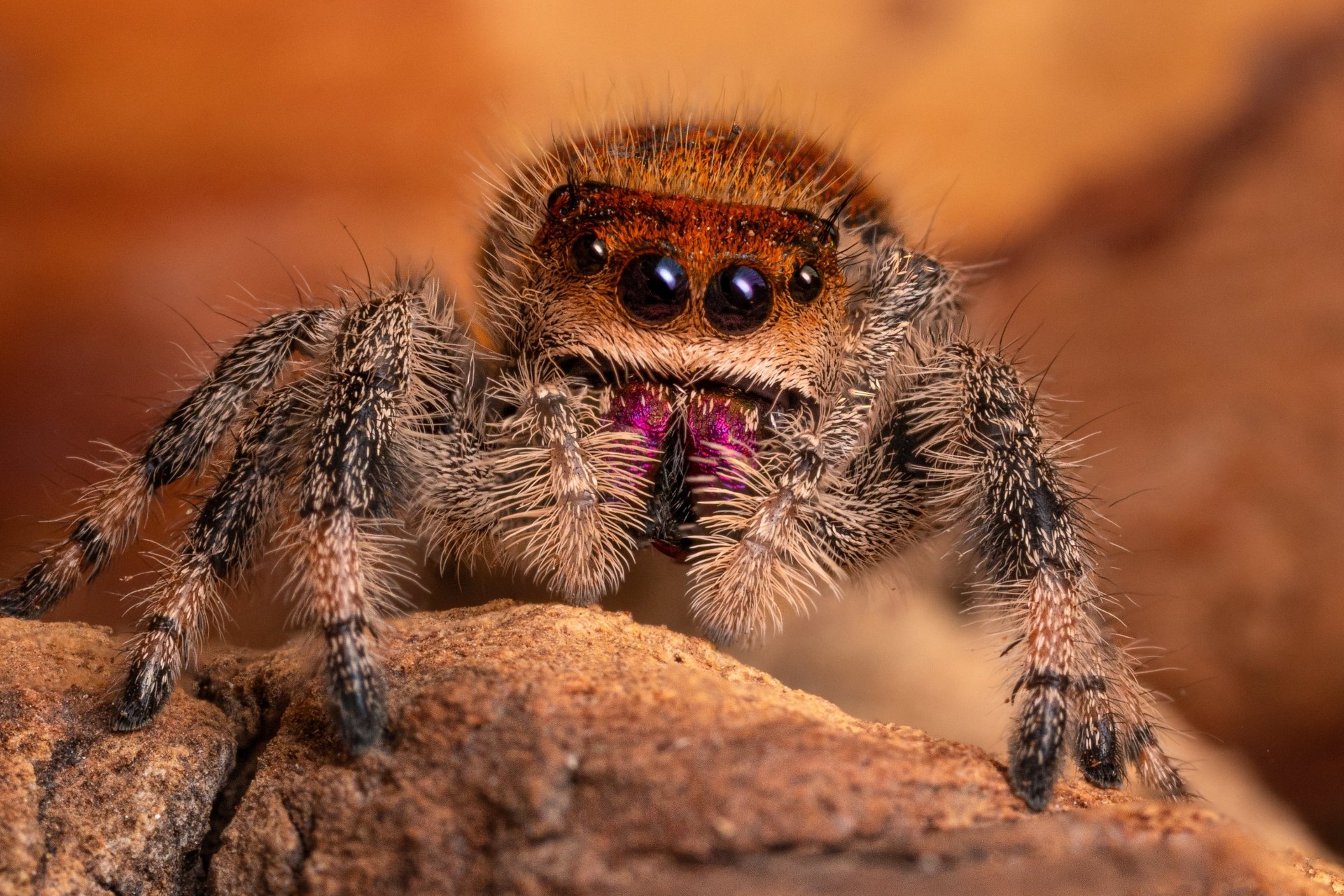 Download Macro Animal Jumping Spider 4k Ultra HD Wallpaper