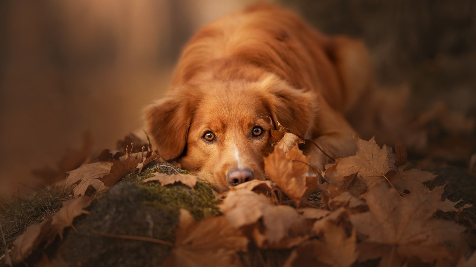 Download Animal Golden Retriever HD Wallpaper