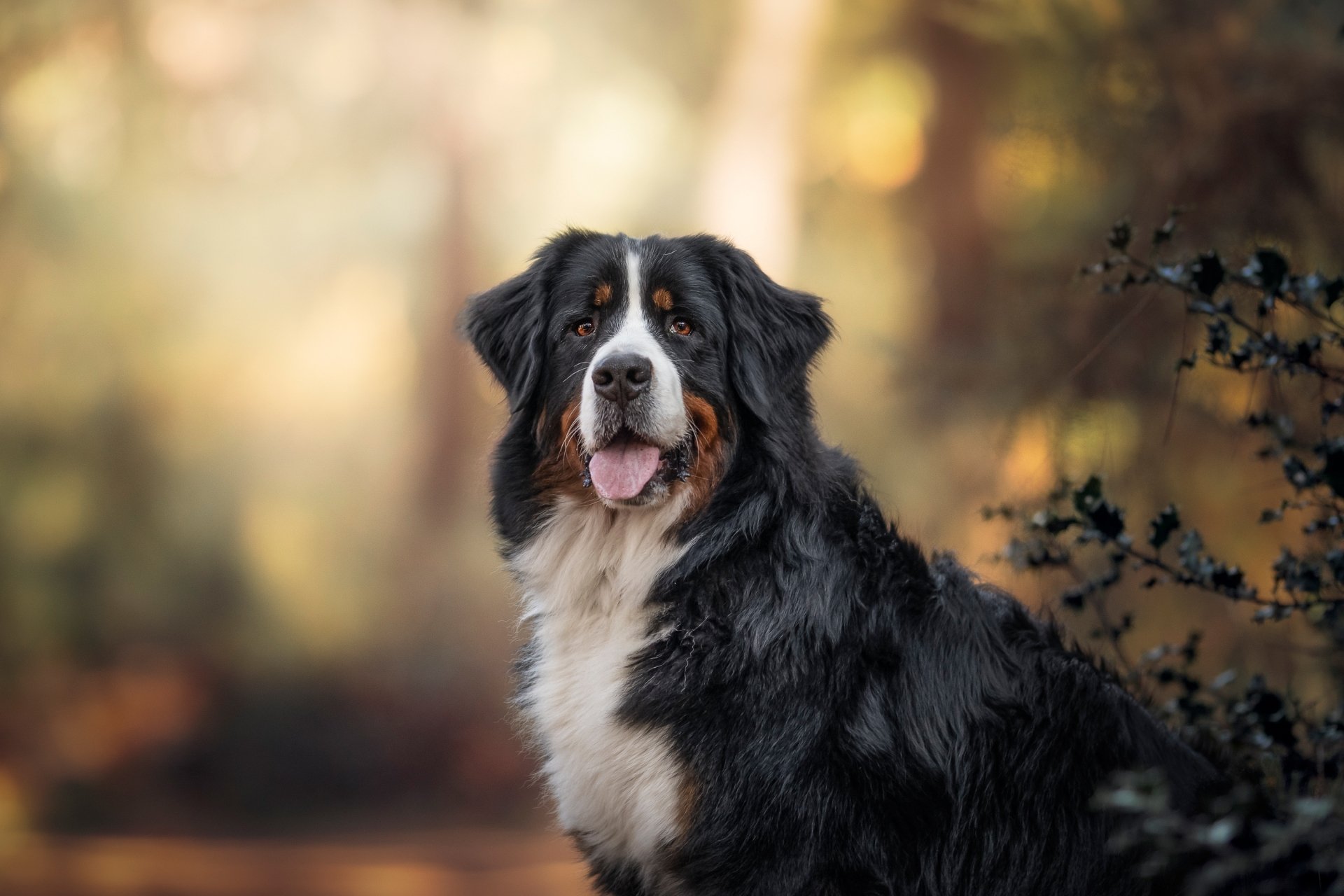 Download Animal Bernese Mountain Dog HD Wallpaper