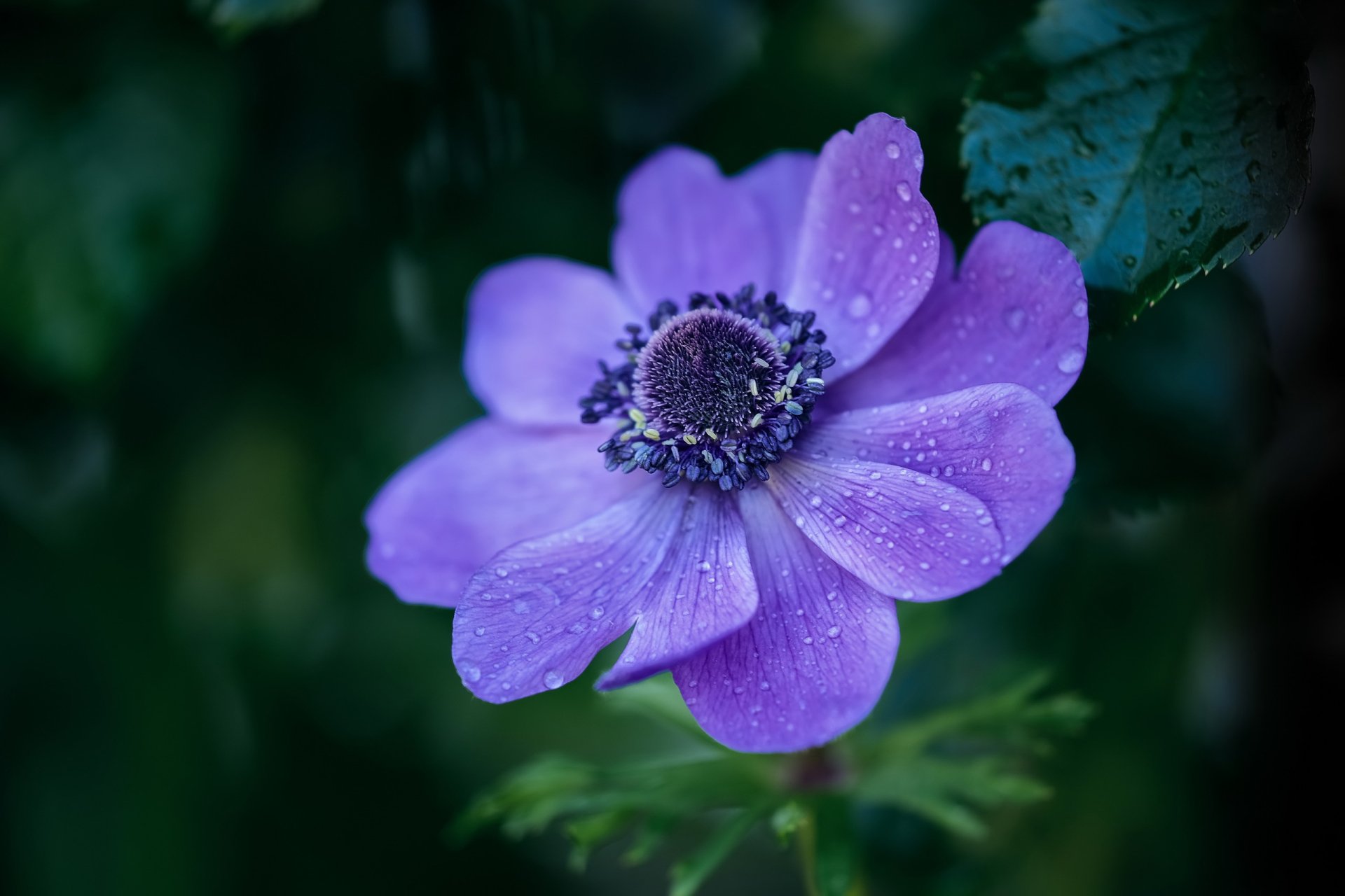 Download Purple Flower Nature Anemone HD Wallpaper