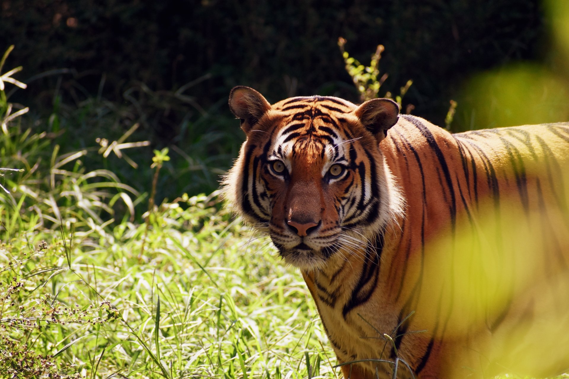 Download Animal Tiger 4k Ultra HD Wallpaper