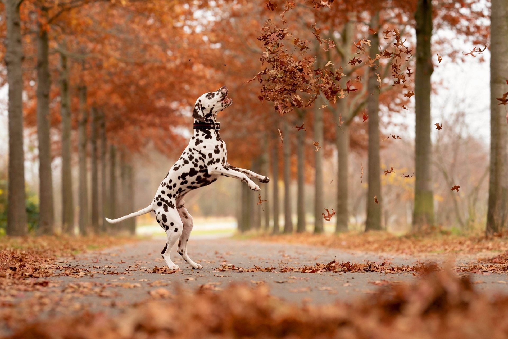 4K Ultra HD PC desktop wallpaper: dalmatian (animal) leaping on a leaf-strewn road lined with fall trees.