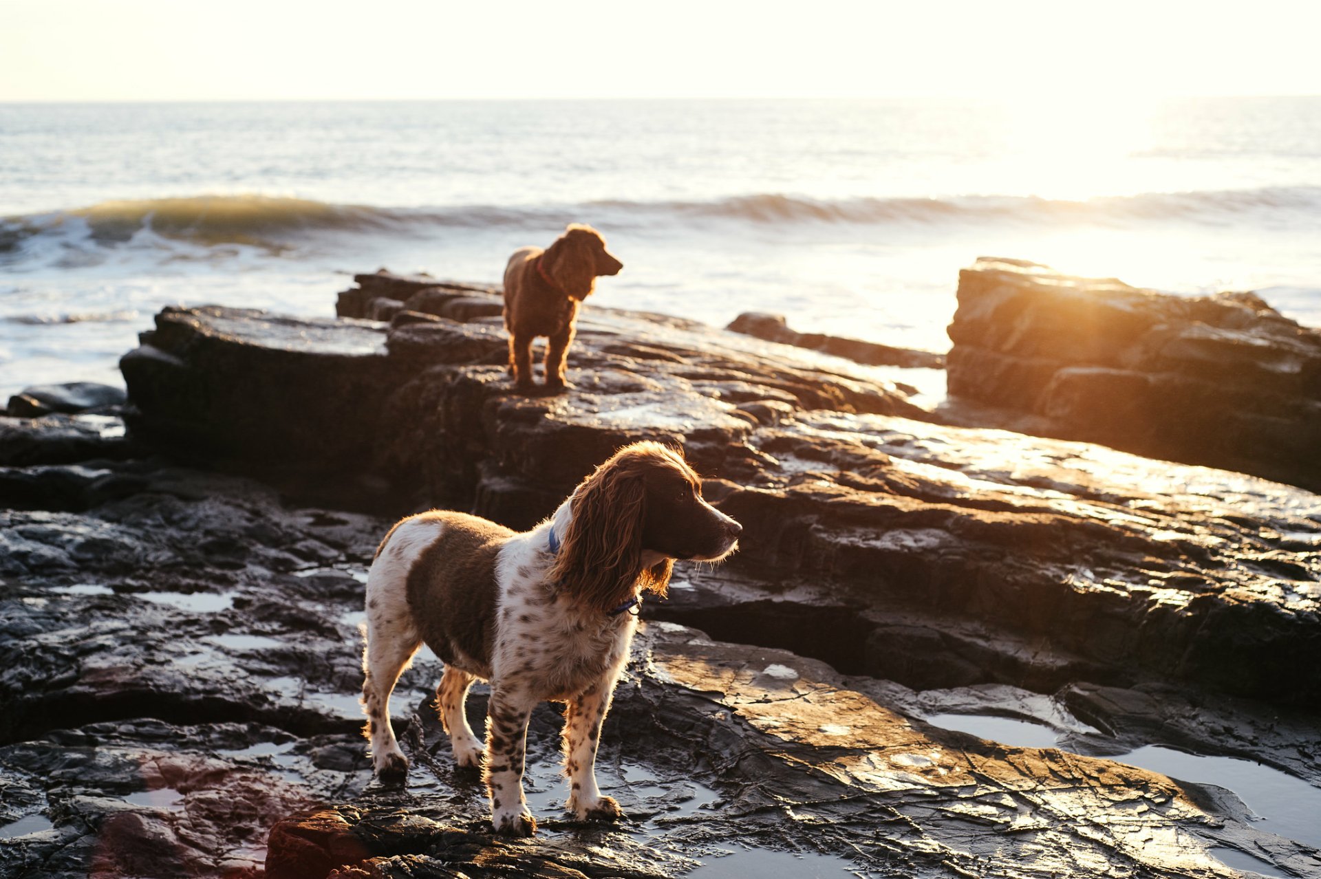 Download Animal English Springer Spaniel HD Wallpaper by Suzi Marshall