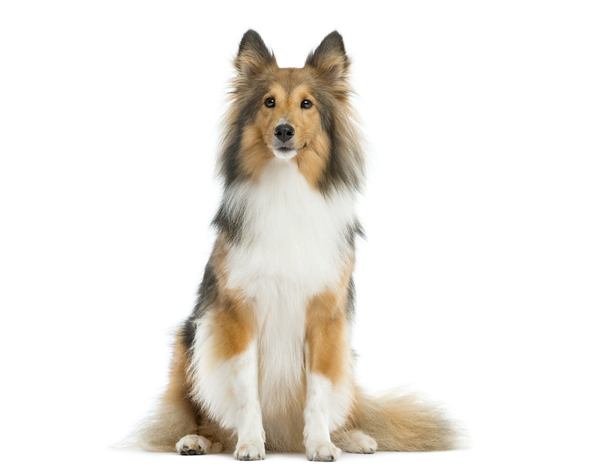 Download Animal Shetland Sheepdog HD Wallpaper