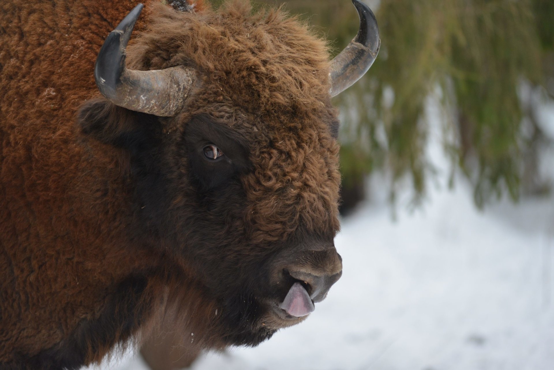 Close-up of an American bison with snow-covered ground and trees in the background, captured in HD for a PC desktop wallpaper and background.