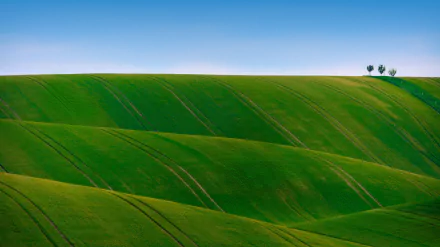 hill nature field HD Desktop Wallpaper | Background Image