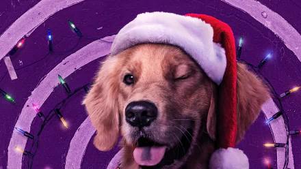 Lucky the Pizza Dog golden retriever TV Show Hawkeye HD Desktop Wallpaper | Background Image