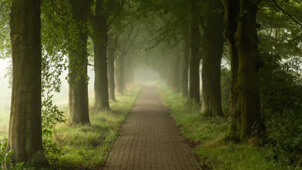 tree-lined park man made path HD Desktop Wallpaper | Background Image