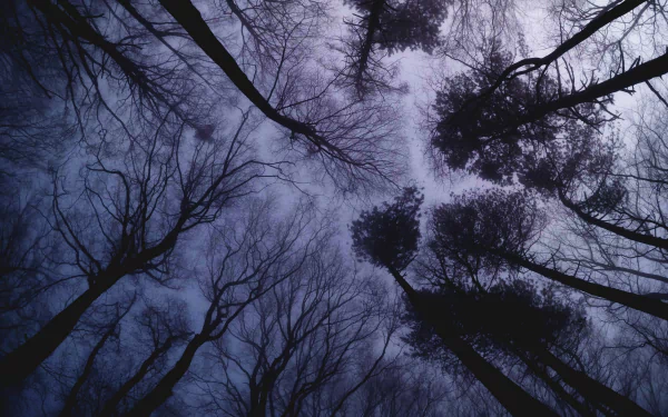  Northern Hardwood forest