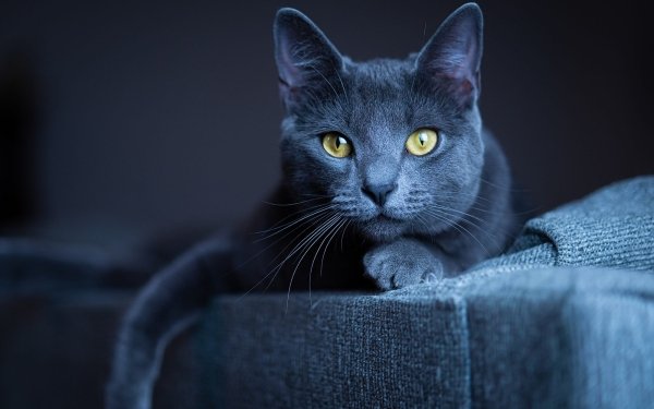 Animal Cat Cats Stare HD Wallpaper | Background Image