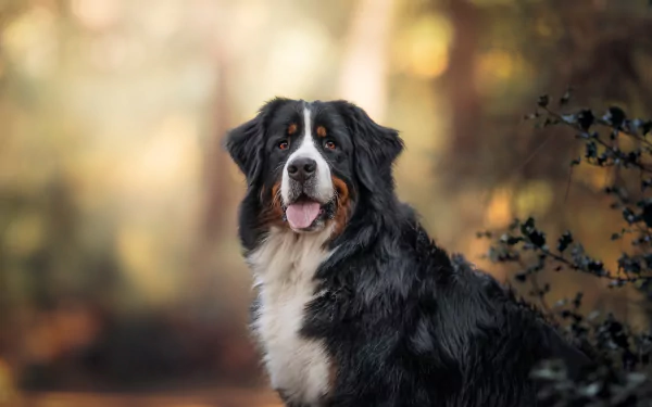 Animal bernese mountain dog HD Desktop Wallpaper | Background Image