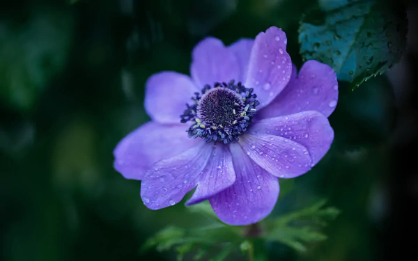 purple flower nature anemone HD Desktop Wallpaper | Background Image